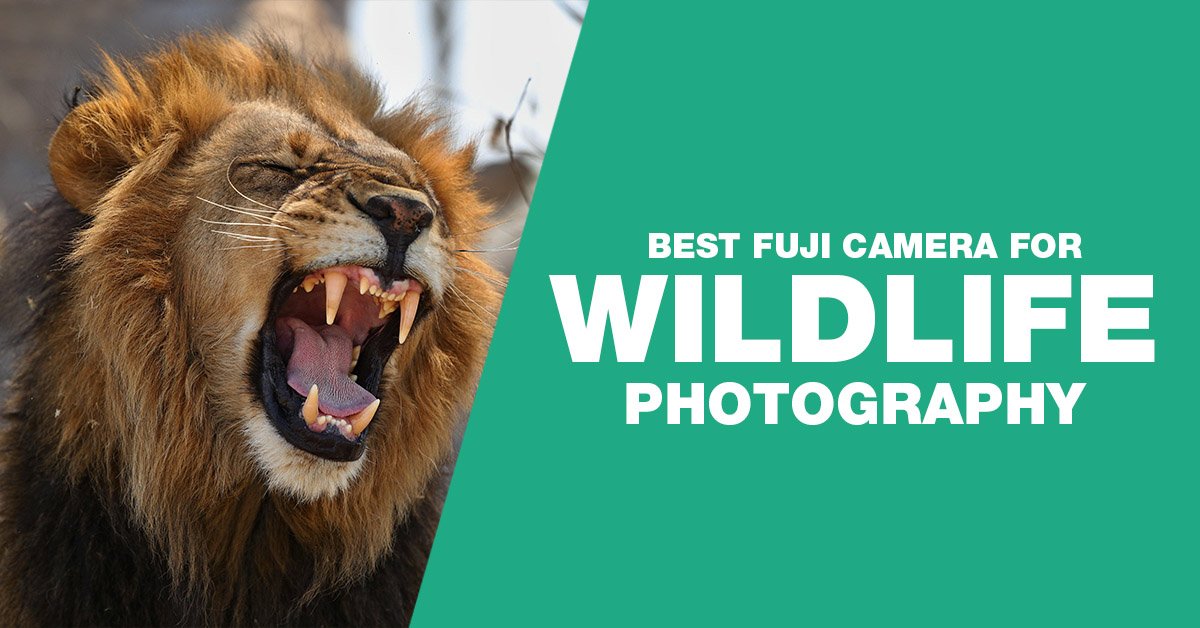Best Fujifilm cameras for wildlife photography